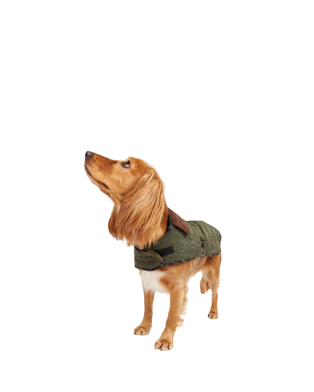 Barbour/Dog