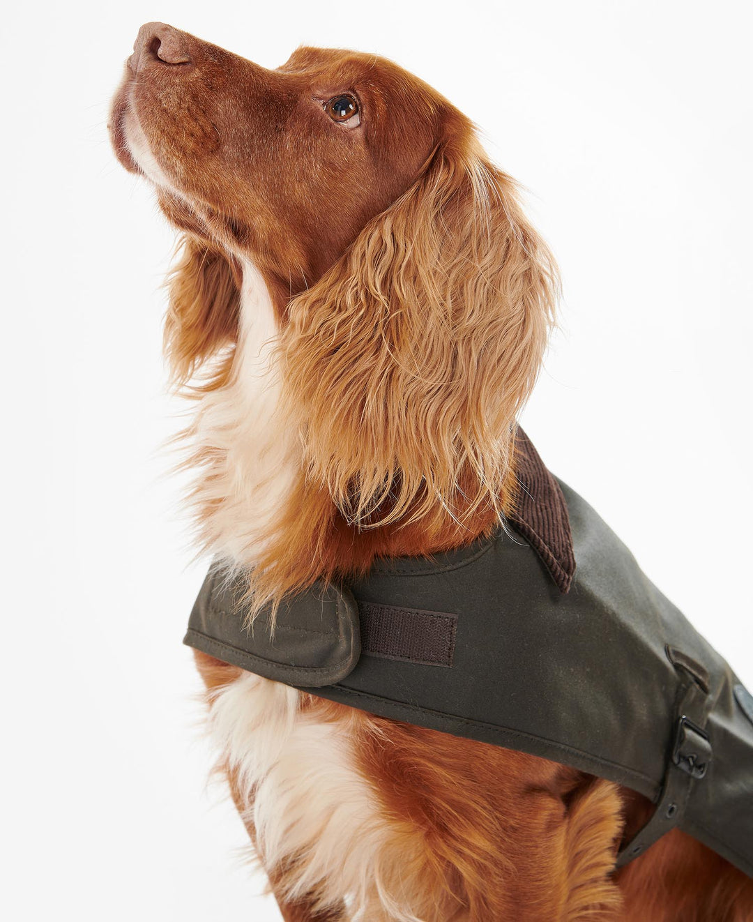 Barbour Wax Dog Coat: Olive
