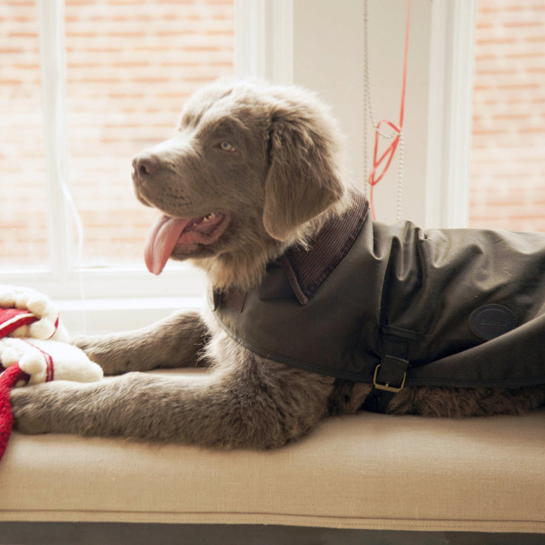 Barbour Wax Dog Coat - Olive