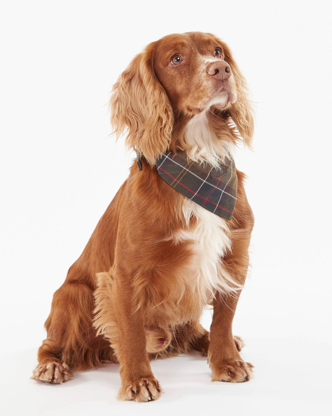 Barbour Tartan Bandana